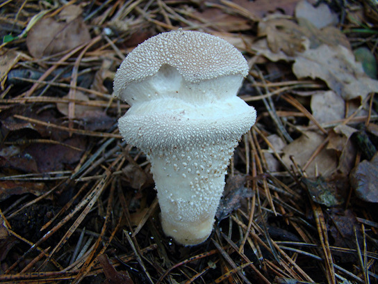 puffballs